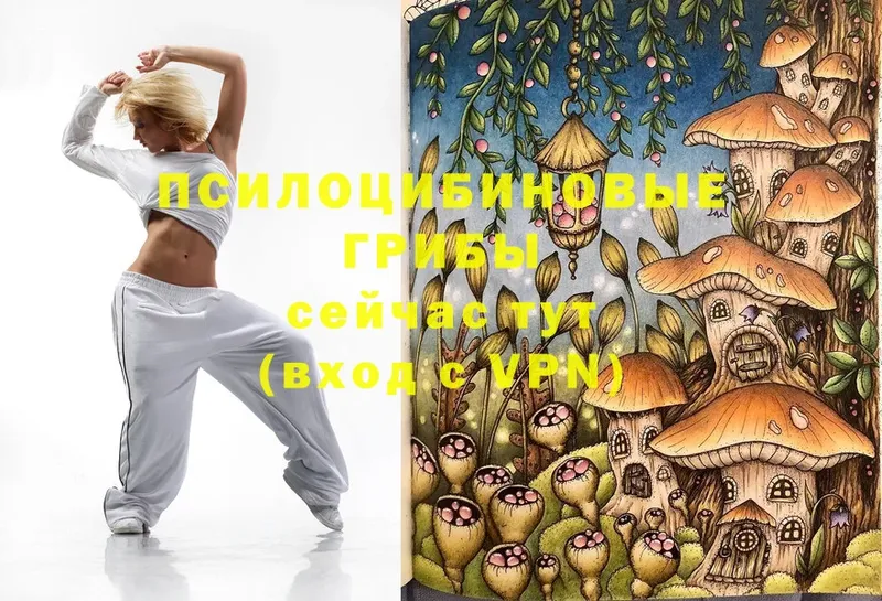 хочу   Елабуга  Галлюциногенные грибы Cubensis 